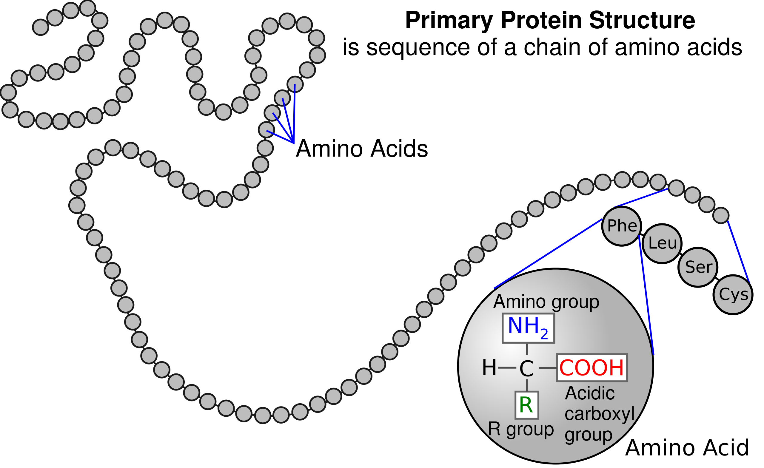 <p>SEQUENCE OF AMINO ACIDS</p>
