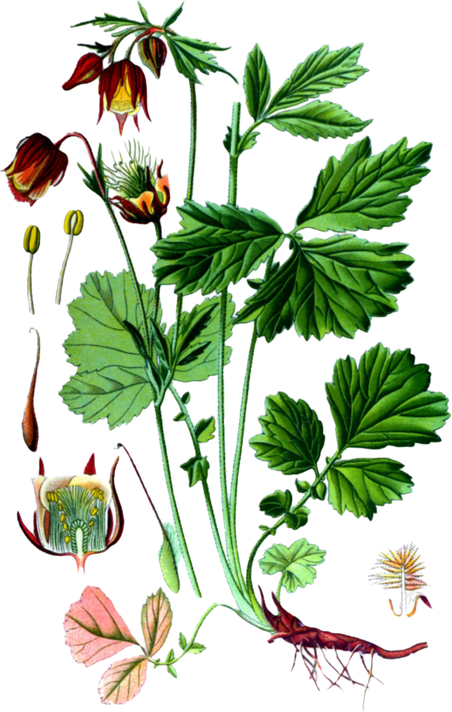 term image