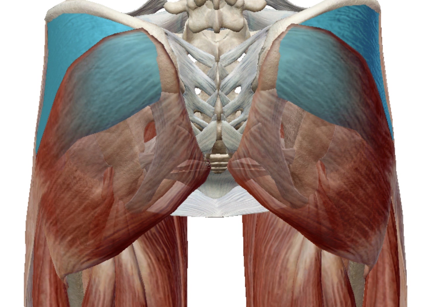 <p>Identify this muscle</p>