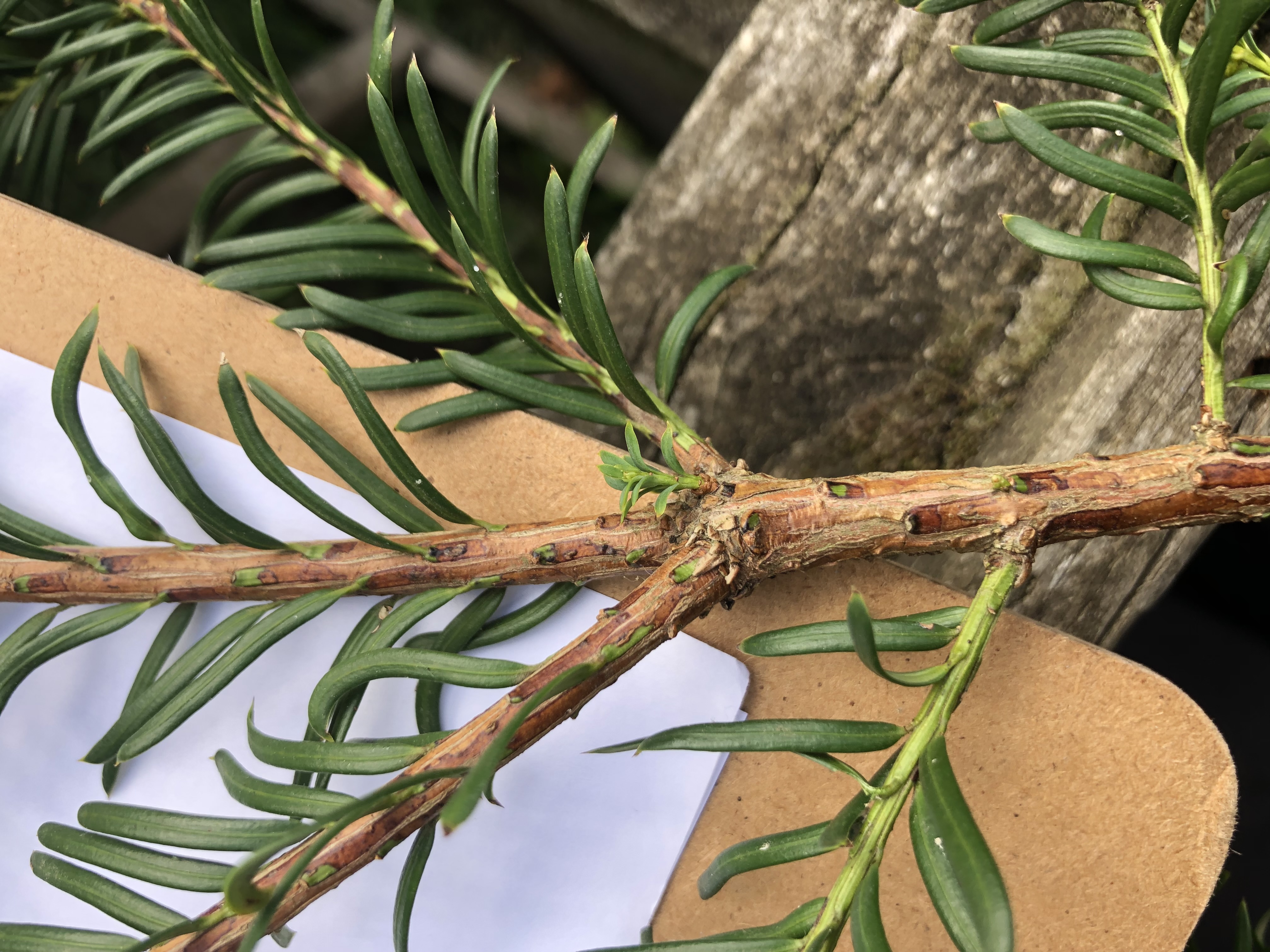 <p>Taxus baccata full height</p>