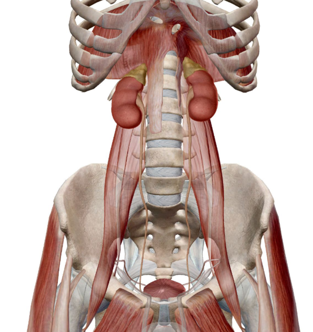 <p><strong>Kidney location &amp; appearance </strong></p><p></p><p></p>