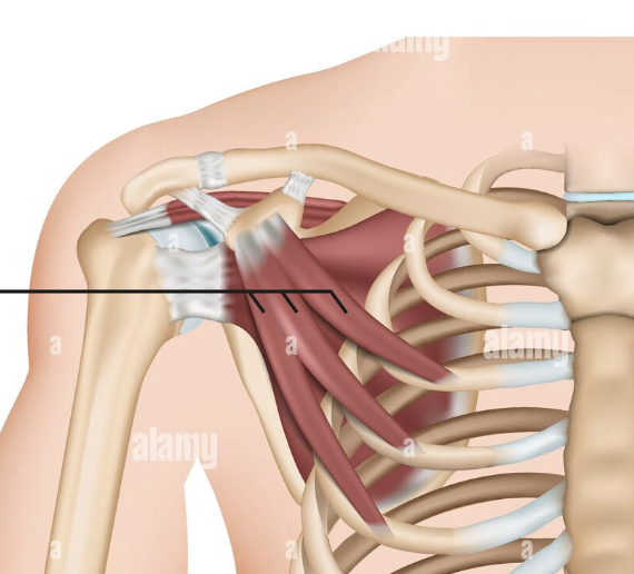 <p>Shoulder Girdle Muscle:</p>