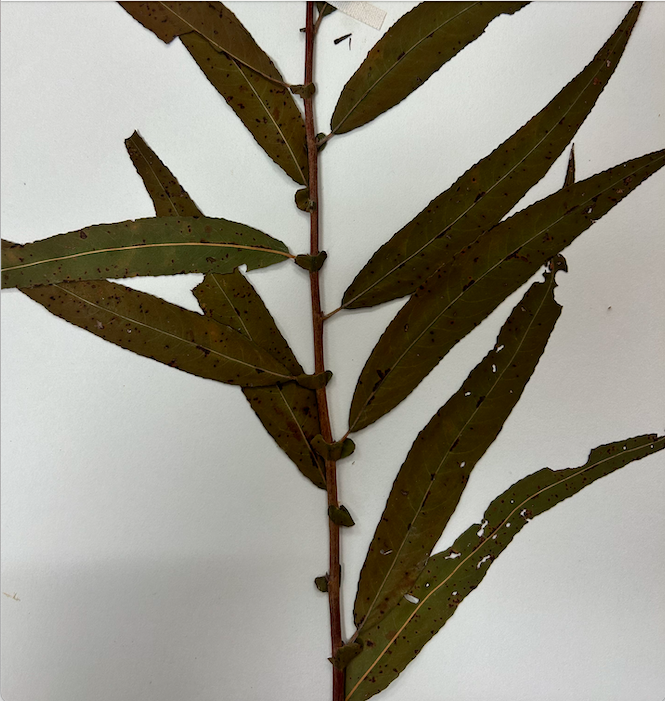 <p>Salicaceae</p><p><em>Salix</em></p>