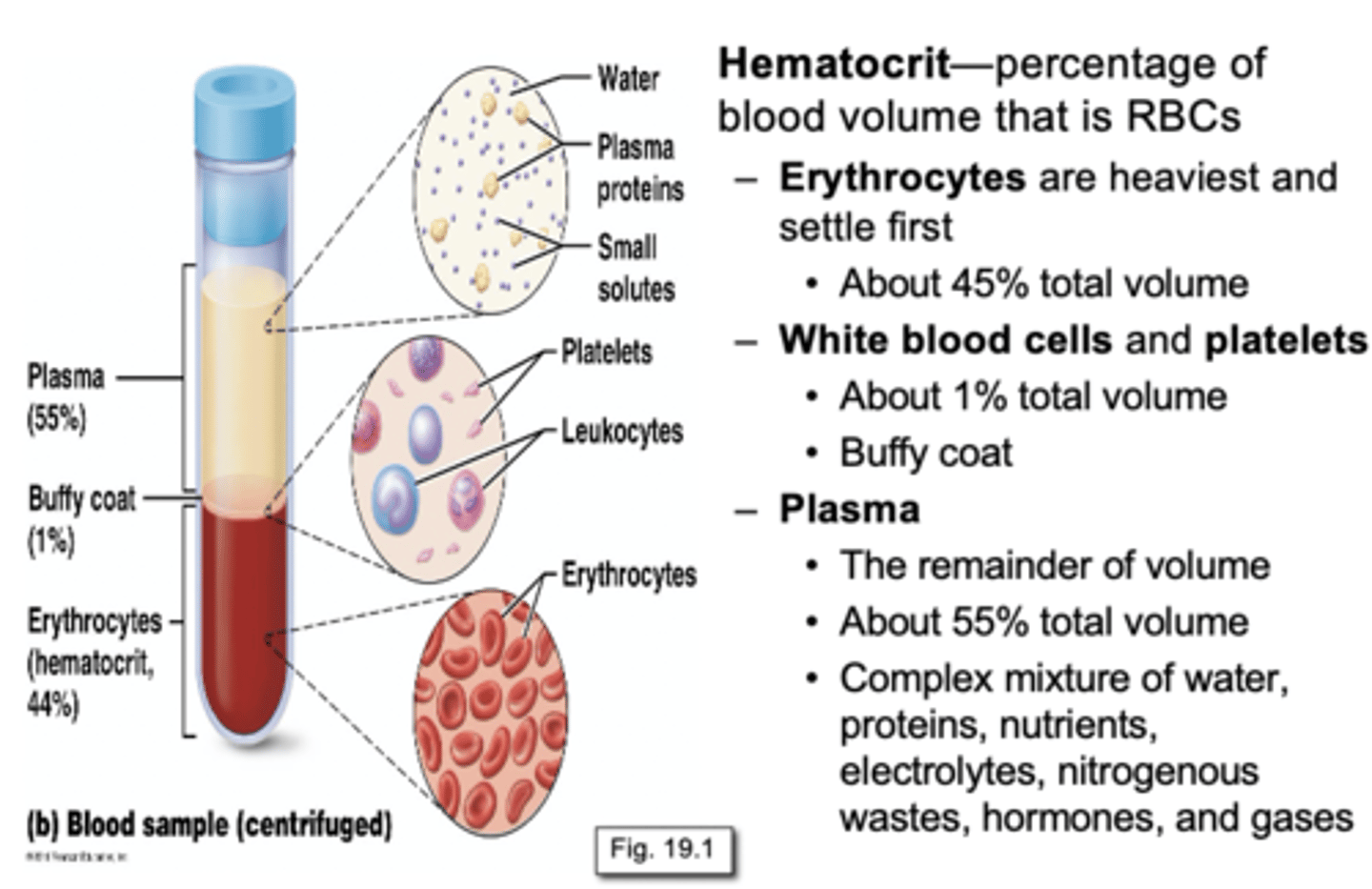 <p>liquid connective tissue, bright red when oxygenated, dark red when deoxygenated, temp slightly higher than body temp, male 5-6 L, female 4-5 L, 7.35-7.45 pH</p>