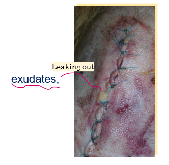 <p>Sampling and collection - Fluids </p>