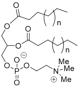 <p>Phospholipids</p><ul><li><p>Are phospholipids amphipathic?</p></li><li><p>What does ‘n’ mean?</p></li></ul><p></p>