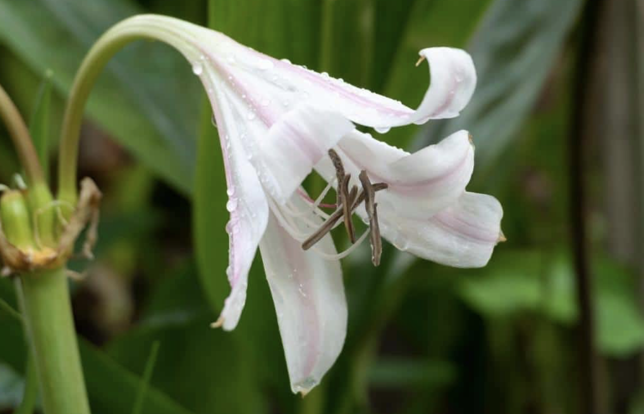 Flower 168