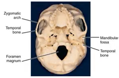 <p>Fossa</p>