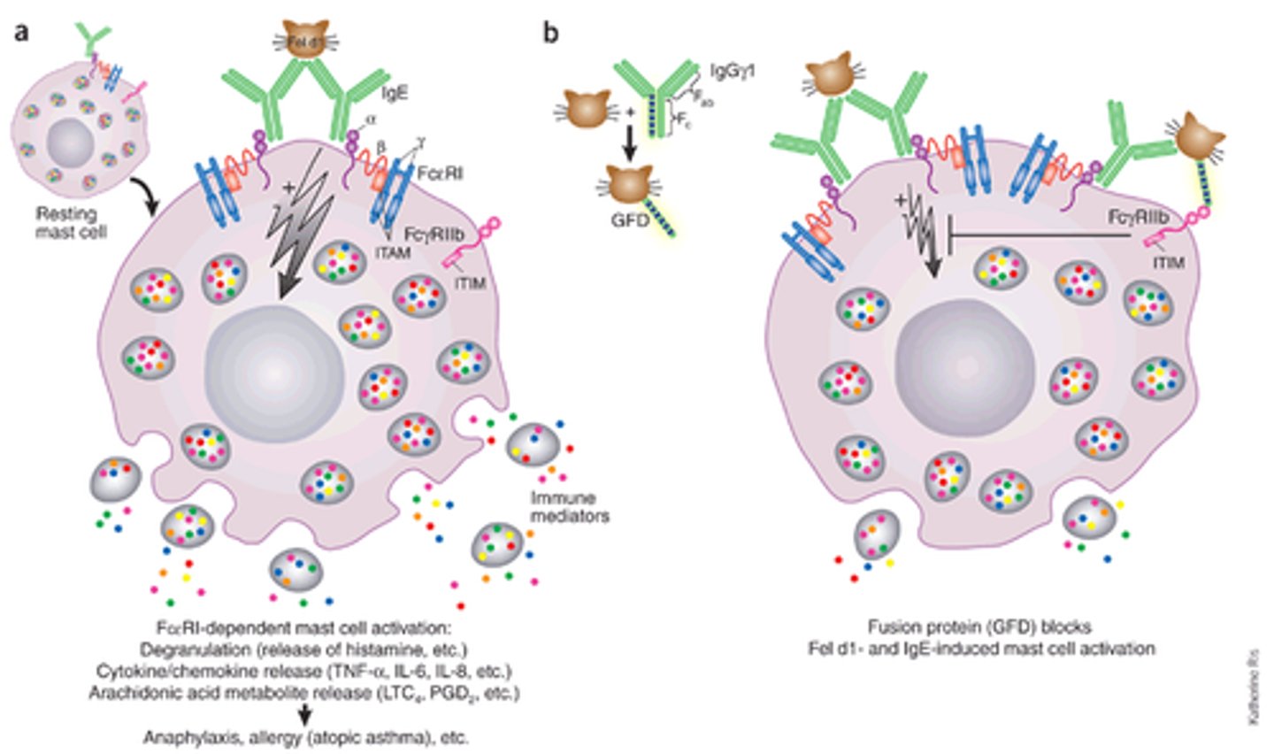 <p>Antibody-dependent cell-mediated cytotoxicity</p>