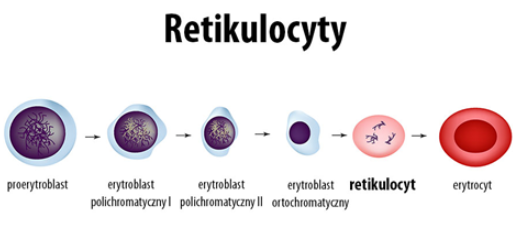 <p></p><p><strong>1. Proerytroblast</strong> </p><p><strong>2.Erytroblast polichromatyczny I</strong> </p><p><strong>3.Erytroblast polichromatyczny II</strong> </p><p><strong>4.Erytroblast ortochromatyczny</strong></p><p><strong>5.Retikulocyt</strong> </p><p><strong>6.Erytrocyt</strong> </p><p></p>
