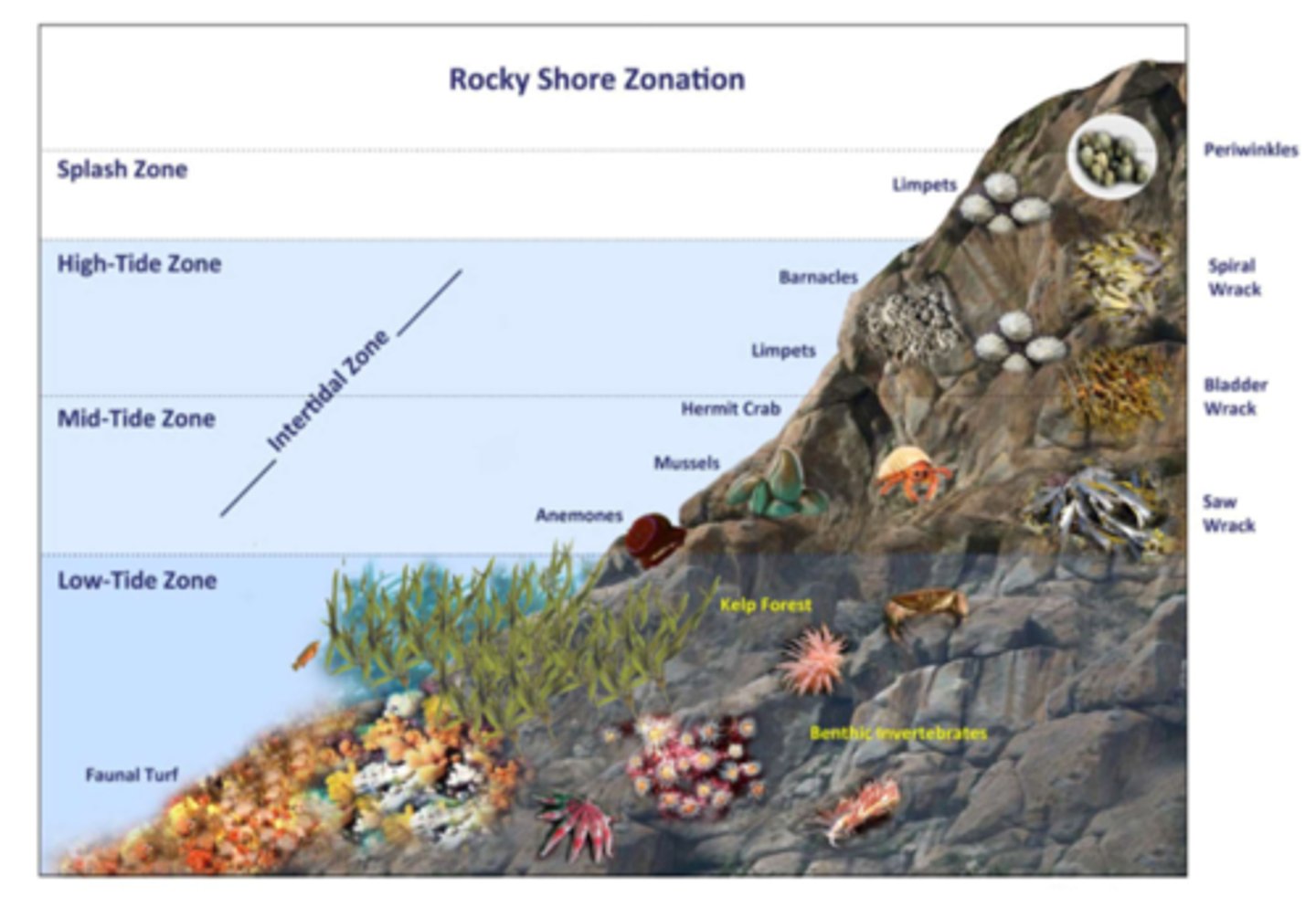 <p>the narrow band of coastline between the levels of high tide and low tide</p>
