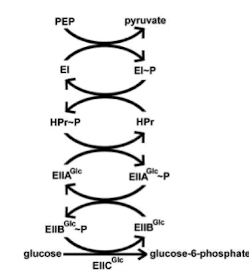 <p><strong>EIIA → EIIBC&nbsp;</strong></p><ul><li><p>So most EIIA is the<strong> unphosphorylated in HIGH glucose</strong></p></li></ul><p></p>