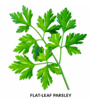 <p>Parsley</p>