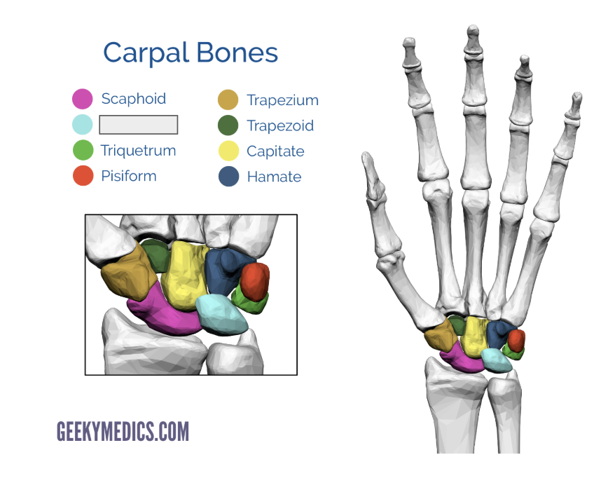 <p>Name the covered bone</p>