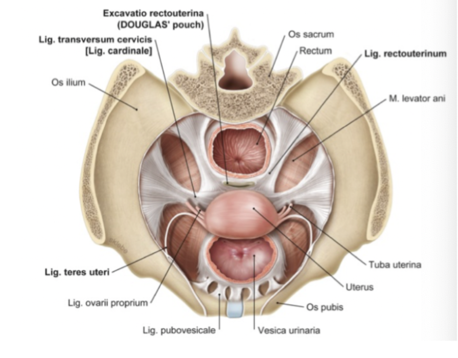 <ul><li><p><strong>Lig. cardinalia</strong>: förbinder cervis till bukvägg</p></li><li><p><strong>Lig. sacrouterinum</strong>: förbinder cervix till sacrum</p></li><li><p><strong>Lig. vesicouterinum</strong>: förbinder uterus till os pubis och vesica urinaria.</p></li><li><p><strong>Lig. teres uteri</strong>: det fäster in till uterus. En rest från gubernaculum. </p></li></ul>