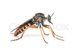 <p>Robber Flies</p>