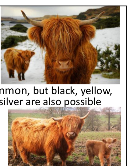 <p>BEEF CATTLE BREEDS: what is the breed, origin, size, horns, and their traits?</p>