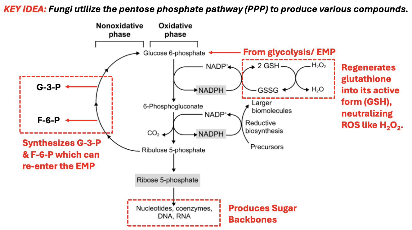 <p><em>*Functions for both energy production &amp; biosynthesis</em></p><ul><li><p><em><u>Under oxidative phase</u></em></p><ul><li><p>G6P → 6-phosphogluconate</p><ul><li><p>NADP+ → NADPH, which is then used to <strong>regenerate glutathione back to its active form to neutralize ROS, e.g., H2O2</strong></p></li><li><p>NADPH → 2 GSH to GSSG, which converts H2O2 → H2O</p></li></ul></li><li><p>6-phosphoglucanate → Ribulose-5-phosphate, <strong>producing another NADPH, releasing CO2</strong></p></li><li><p>Ribu-5-P → Ribose-5-phosphate, <strong>producing sugar backbones for synthesis of nucleotides, coenzymes, DNA, RNA</strong></p></li></ul></li><li><p><em><u>Under nonoxidative phase</u></em></p><ul><li><p>Ribulose-5-P can be converted back to G3P, F6P, which can<strong> reenter EMP and produce other types of sugars to be used, for instance, for cell wall synthesis</strong></p></li></ul></li></ul><p></p>