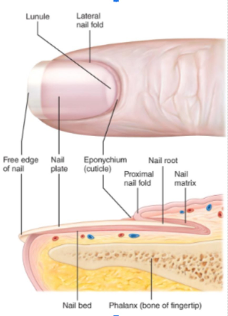 <p>Free edge: extends past fingertip</p><p>Nail plate: covers nail bed</p><p>Root: base of nail</p><p>Nail folds: skin around nail</p><p>Eponychium: cuticle</p>