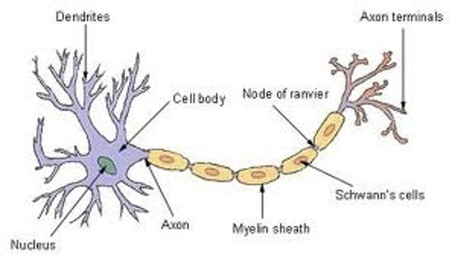 <p>1. Nucleus<br>2. Dendrites<br>3. Axon<br>4. Soma<br>5. Myelin Sheath<br>6. Node of Ranvier<br>7. Schwann Cell<br>8. Axon Terminal</p>
