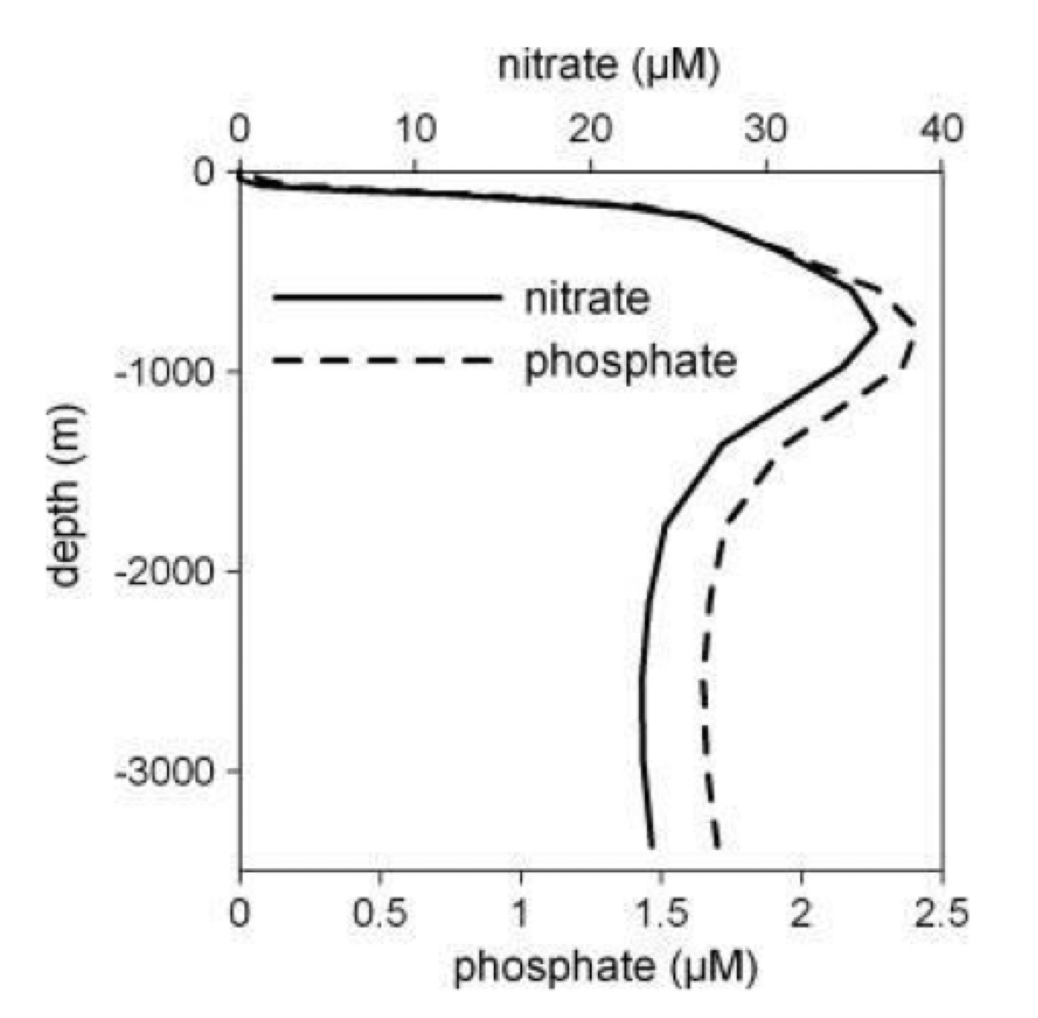 <p>The nutrient concentration is lower at the surface as nutrients are consumed by phytoplankton, the concentration then increases as depth increases due to remineralisation by bacteria. The surface nutrients are then replenished by ocean mixing and upwelling.</p>