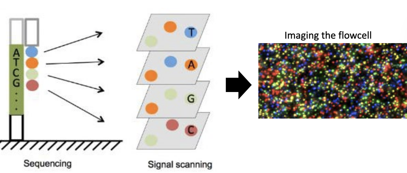 <ul><li><p>Step 3 = sequencing through imaging.</p></li><li><p>The process sequences native DNA in real-time with single-molecule resolution.</p></li><li><p>It utilizes tiny nanopores on the machine's surface to measure changes in electric current (color) as single-stranded DNA passes through.</p></li><li><p>Each base has a unique color that the camera records.</p></li></ul><p></p>