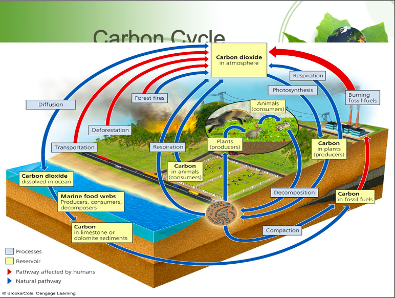 <p>Reservoirs are the geosphere; Processes include photosynthesis, cellular respiration, deposition, lithification (converting loose C-containing sediment into rock)</p>