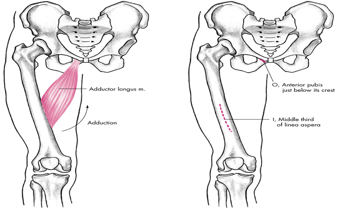 <p>medial compartment</p>