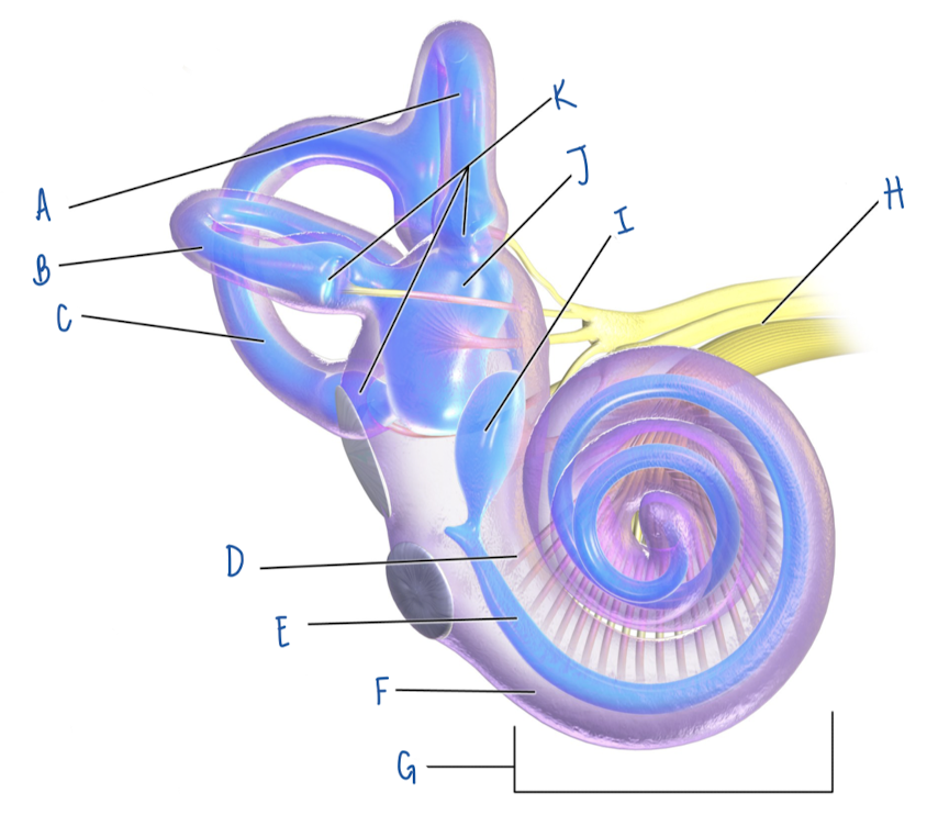 <p>Name the part of the inner ear labeled K</p>