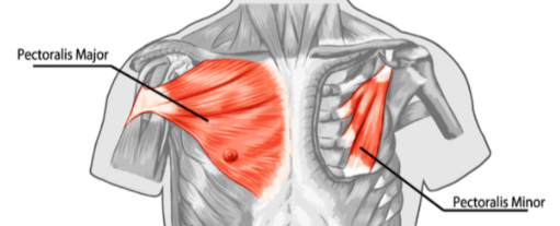<p>What is the main action of pectoralis major at the shoulder?</p>