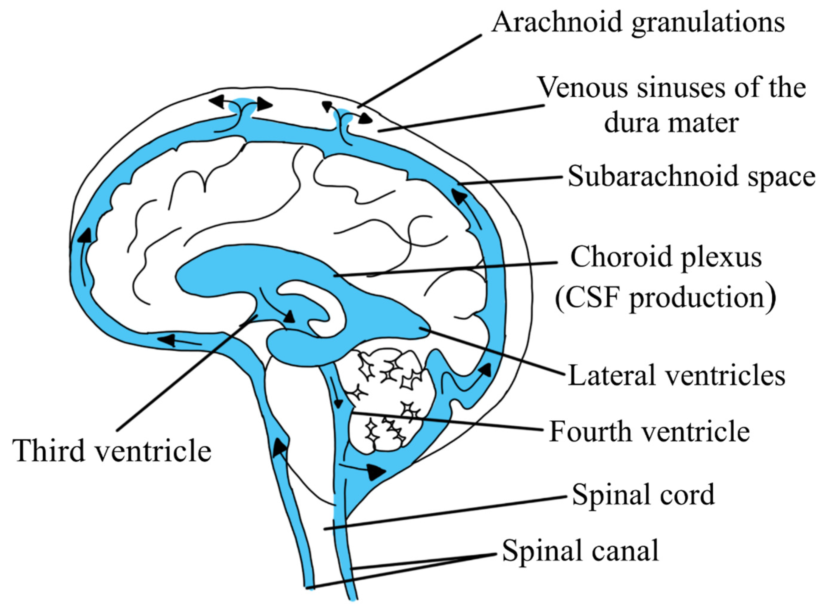 <p>Made by choroid plexus and moves from lateral ventricle to interventricular foramen to third ventricle to mesencephalic aqueduct to fourth ventricle </p>