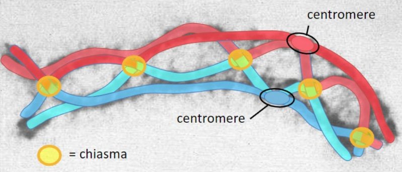 Physical connections between paired chromosomes 