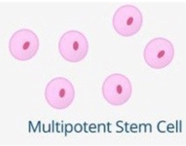 <p><span>•Can become SOME cells of the body ONLY.</span></p><p><span>•I.e., can develop in to more than one type of cell, but not all cell types.</span></p><p><span>⚬E.g. a blood stem cell in bone marrow can give rise to RBCs, WBCs &amp; platelets, but not any other kind of cell.</span></p><p><span>•Multipotent stem cells are found in different locations in the human body depending on what they specialise into.</span></p>