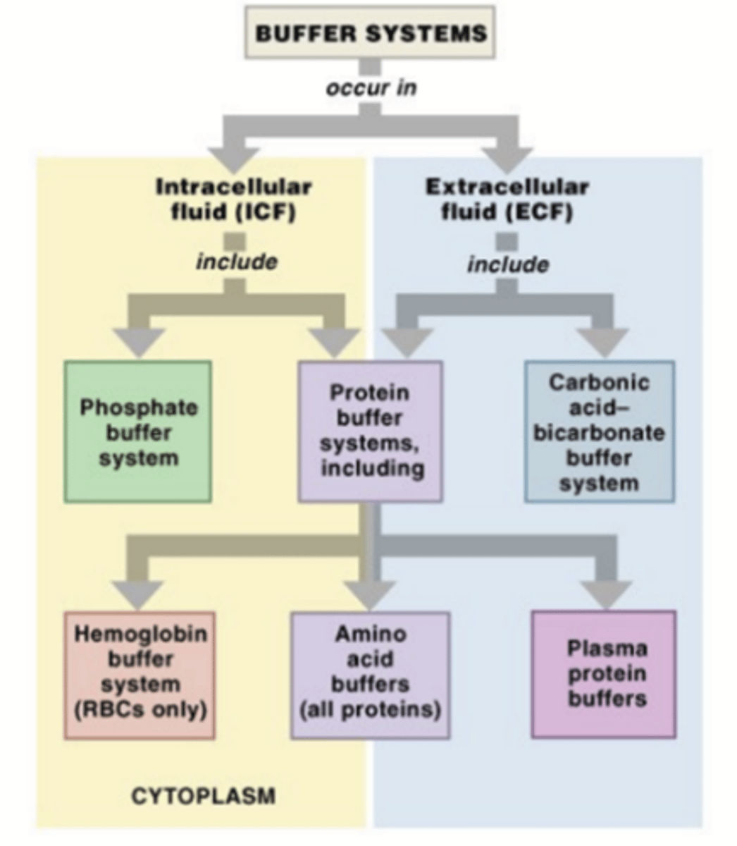 <p>pH: -log [H⁺]; de zuurgraad van een oplossing (pH water = 7)</p><p>pKa: -log Kₐ</p><p>Henderson-Hasselbalch vergelijking:</p><p>pH = pKa + log [A⁻]/[HA]</p><p>-> Gebruikt om de pH van een buffersysteem te berekenen.</p><p>-> hoe dichter een buffer bij de fysiologische pH (7,35 - 7,45) zit hoe beter de buffer in ons lichaam werkt</p><p>->water kan dus als buffer werken</p><p>HA staat voor het ongeïoniseerde zuur (de vorm die nog een proton, H⁺, vast heeft). Dit is de protondonor in het zuur-basereactie.</p><p>A⁻ staat voor de geconjugeerde base (de vorm waarin het zuur een proton heeft afgegeven). Dit is de base die ontstaat nadat HA zijn H⁺ heeft afgegeven. (chatgpt)</p>
