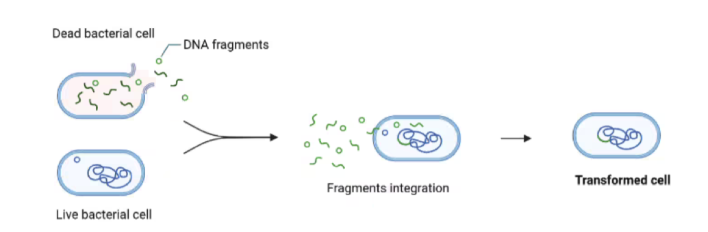 <p>the ability of a substance to change genetic characteristics of an organism</p><ul><li><p>the genetic alteration of a cell resulting from the direct uptake and incorporation of exogenous material</p></li></ul><p></p>