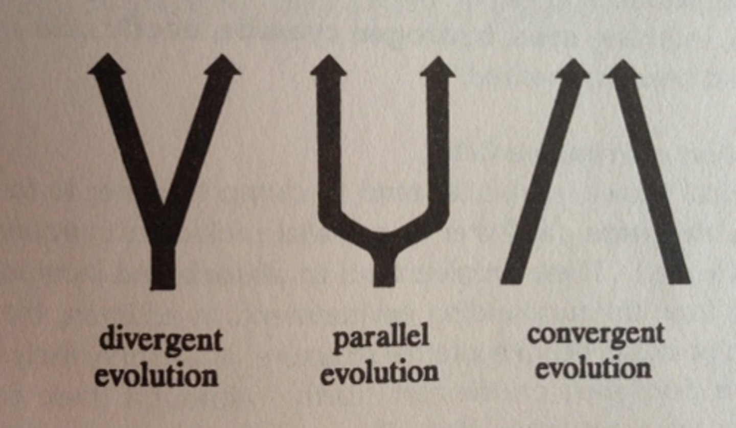 <p>development of related species along similar evolutionary paths due to strong selective pressure acting on all them in the same way of</p>