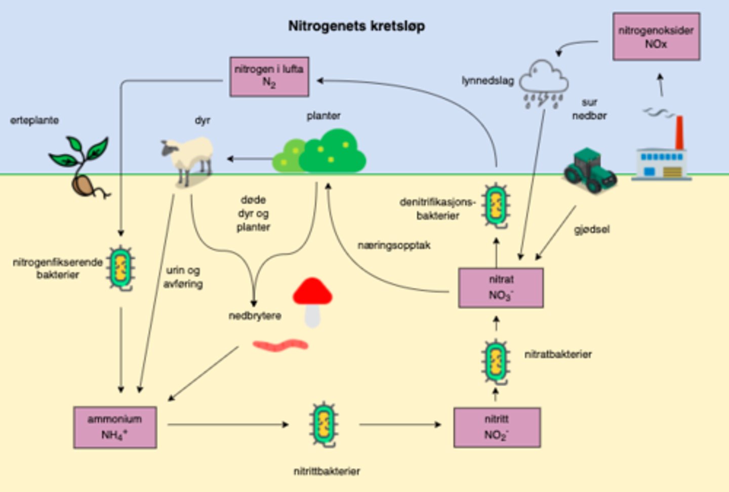 knowt flashcard image