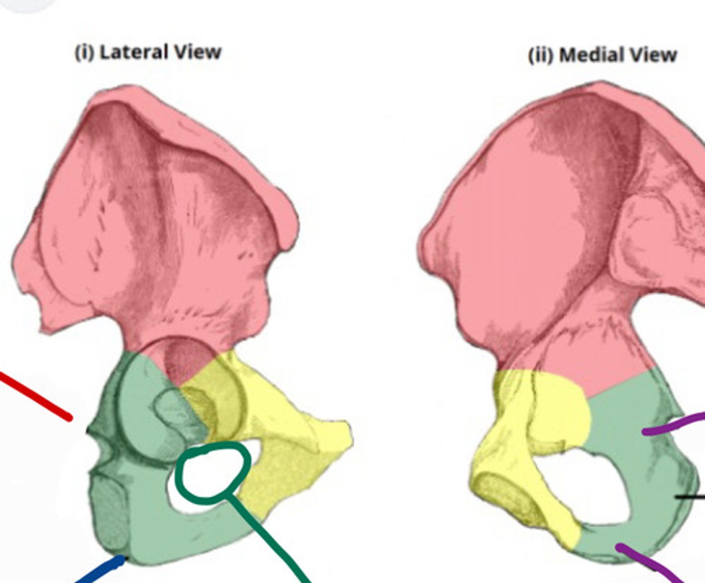 <p>what are the purple arrows pointing to on the ischium</p>