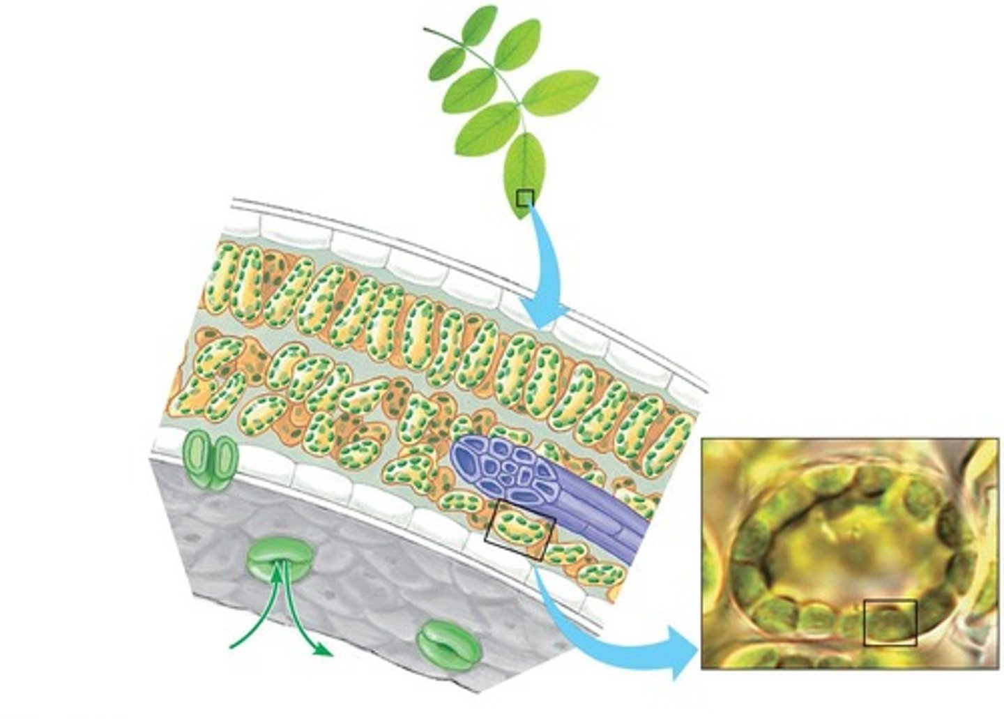 <p>Pores called stomata.</p>