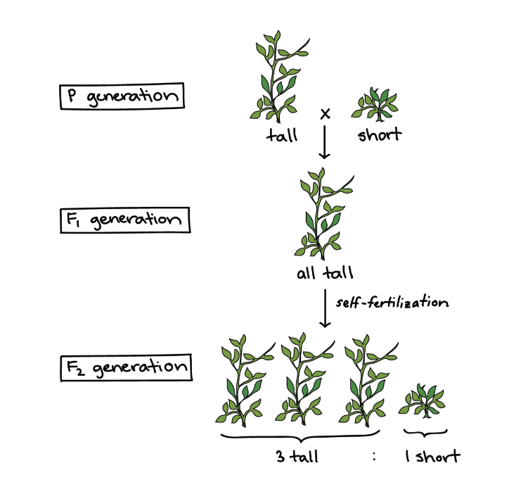 <ul><li><p><span style="background-color: transparent; font-family: "Proxima Nova", sans-serif;"><span>Traits come in alternate versions (alleles)</span></span></p></li><li><p><span style="background-color: transparent; font-family: "Proxima Nova", sans-serif;"><span>For each characteristic, an organism inherits 2 alleles, 1 from each parent</span></span></p></li><li><p><span style="background-color: transparent; font-family: "Proxima Nova", sans-serif;"><span>Some traits mask others (dominant masks recessive)</span></span></p></li></ul><p></p>