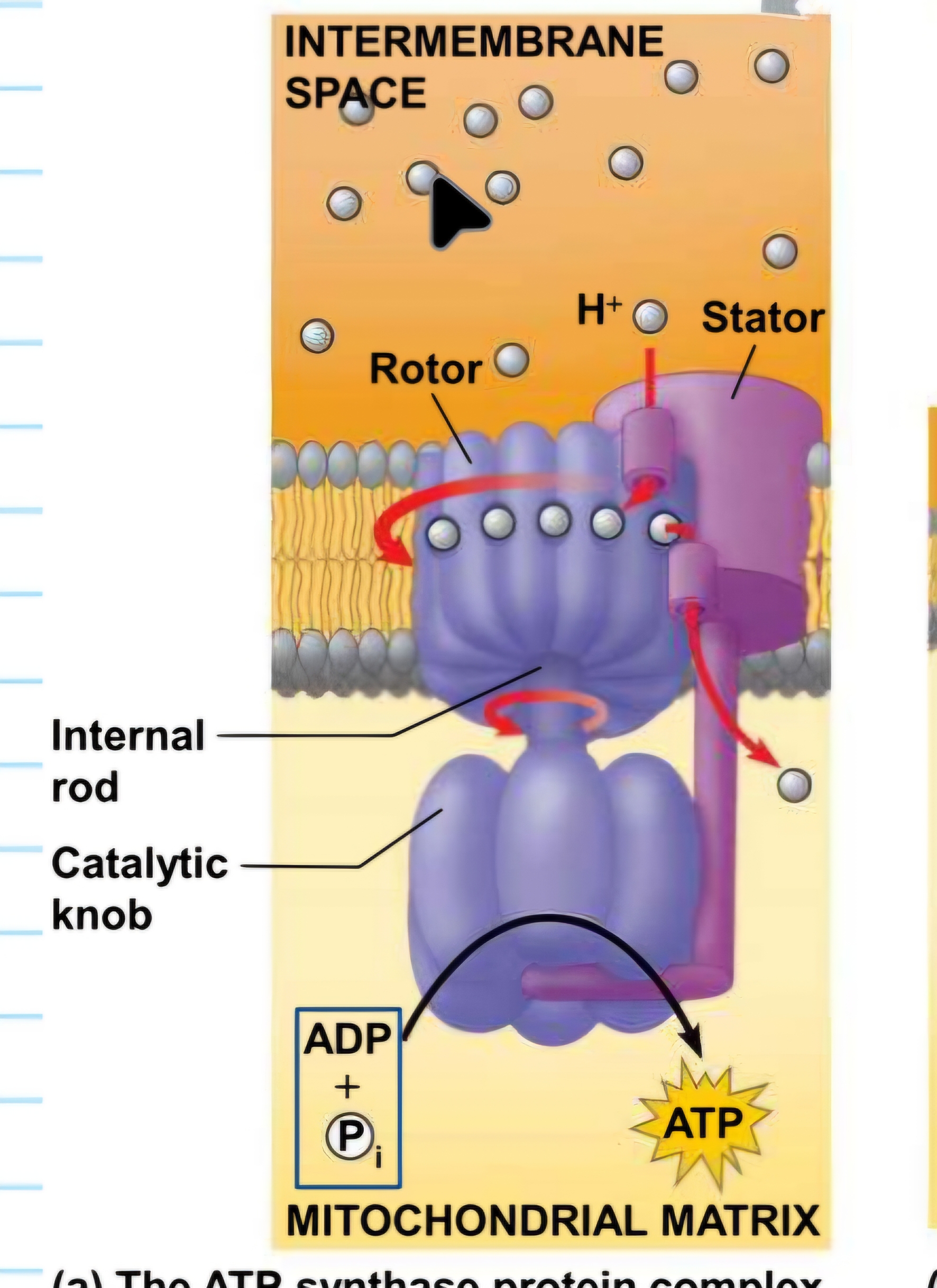 <p>how does chemiosmosis work?</p>