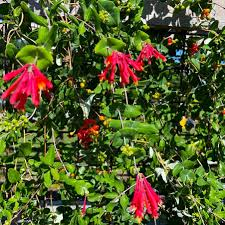 <p>Coral Honeysuckle</p>