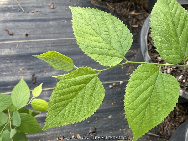 <p>Celtis occidentalis. fruit berry-like</p>