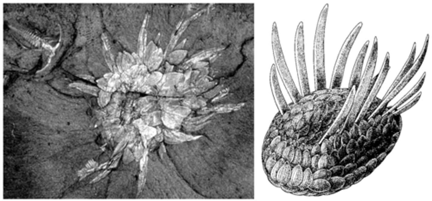 <p>An extinct marine animal with a hard exoskeleton</p>