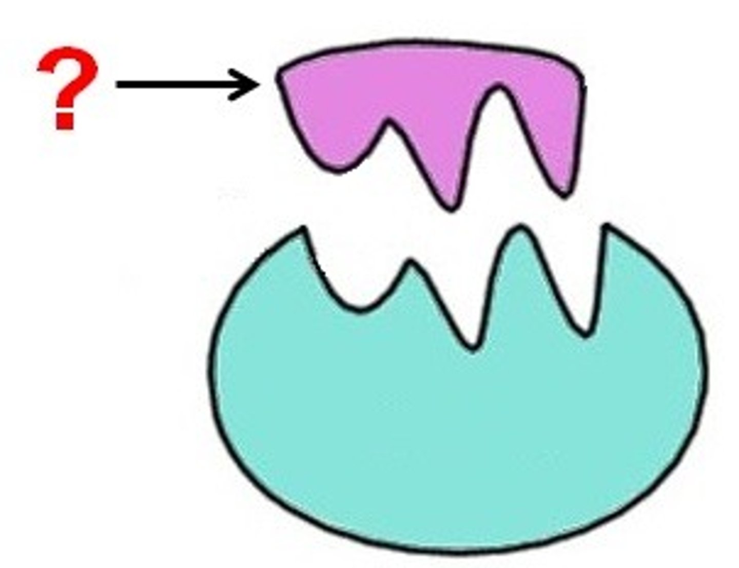 <p>The reactant molecule upon which an enzyme acts</p>