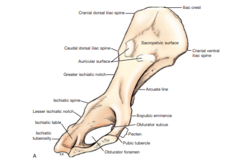 <p>What view of the hip bone is this? </p>