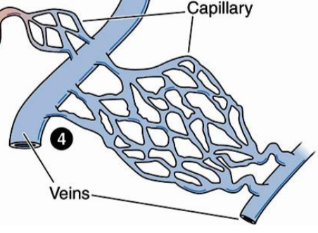 <p>Vena - veniniai kapiliarai - vena</p><p>Vyksta: kepenys</p>