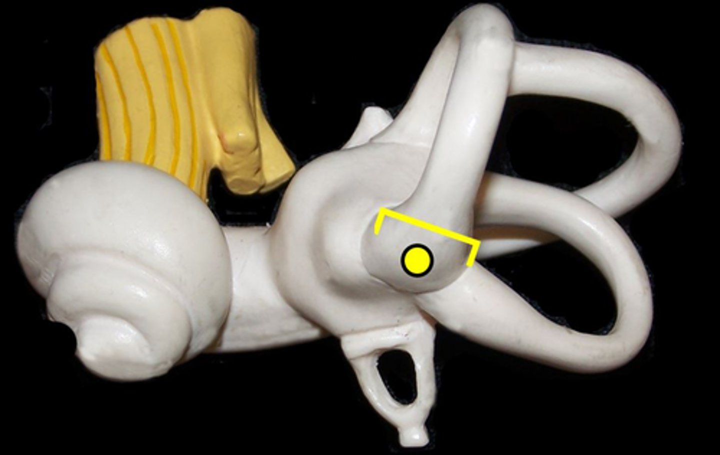 <p>enlarged regions at the bottom of the semicircular canals</p>