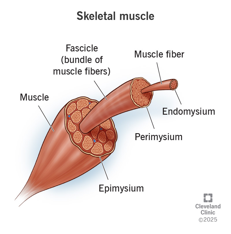 <p>Connective tissue covering fascicles.</p>