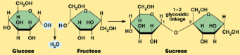 <p>covalently bonds two monomers with the loss of H2O</p><p>The OH of one monomer bonds to the H of another monomer forming H2O, which is then released</p><p>A hydrogen ion is removed from one monomer and a hydroxyl group is removed from the other</p><p>This causes the loss of the equivalent of a water molecule from the reactants and the connection of the two remaining monomers. </p><p>The connection of many monomers is known as polymerization.</p><p>A+b—> AB + H2O</p>